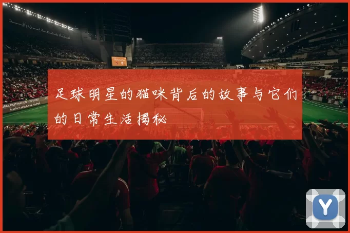 足球明星的猫咪背后的故事与它们的日常生活揭秘